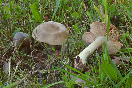 Weißstieliger Rötling - Entoloma lividoalbum. Streuobstwiese bei Spielberg (Bernd Miggel, 22.09.2022)