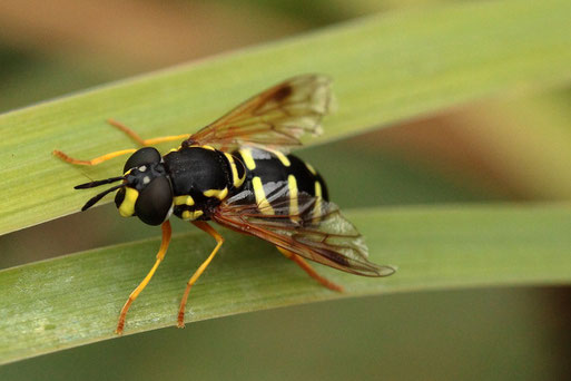 Späte Wespenschwebfliege - Chrysotoxum festivum; bei Spielberg 2019, Rote Liste Badenwürttemberg - Kategorie gefährdet (G. Franke)