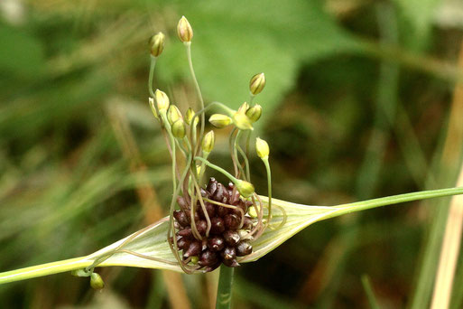 Gemüse-Lauch - Allium oleraceum; im knospigen Zustand mit Brutzwiebelnbei Dietlingen (G. Franke, Juli 2019)