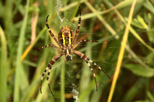 Wespenspinne (Unterseite)  - Argiope bruennichi; am Feldrand bei Langensteinbach (G. Franke, 04.08.2021)