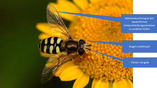 Eupeodes lapponicus - Mondfleck-Schwebfliege, Bogenader-Lappenschwebfliege; bei Spielberg (G. Franke, 10.07.2021)