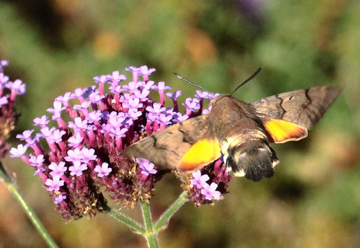 ein Taubenschwänzchen holt Nektar aus Verbenenblüten (G. Franke, 19.10.2021)