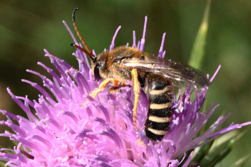 Gelbbinden-Furchenbiene - Halictus scabiosae; Streuobstwiese südwestlich von Spielberg (G. Franke, 09.07.2022)