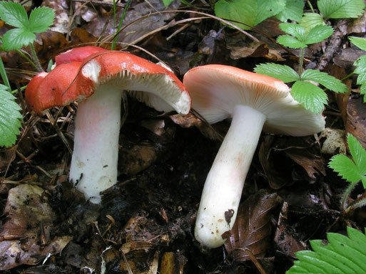 Bild 1 – Exemplare mit typisch gefärbten Hüten, schwach rosa überfärbten Stielen. Bei Rotbuchen in einem Orchideen-Buchenwald bei Ottenhausen. Foto: Bernd Miggel.