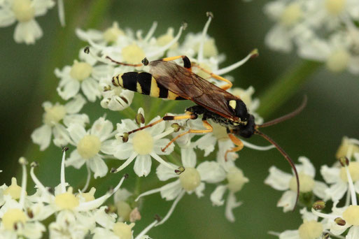 Gelbe Schlupfwespe - Amblyteles armatorius, Streuobstwiese bei Karlsbad-Spielberg, auf den späten Blüten des Wiesen-Bärenklaus (G. Franke, 19.10.2019)