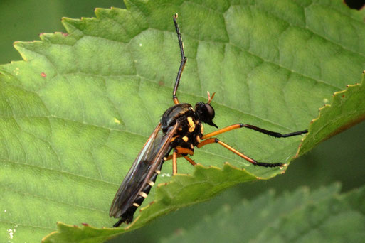 Kleine Wolfsfliege - Molobratia teutonus, seltene Raubfliege am Waldrand bei Marxzell-Pfaffenrot auf Beute lauernd, wie z.B. Mücken und kleine Fliegen (G. Franke, 30.06.2020)