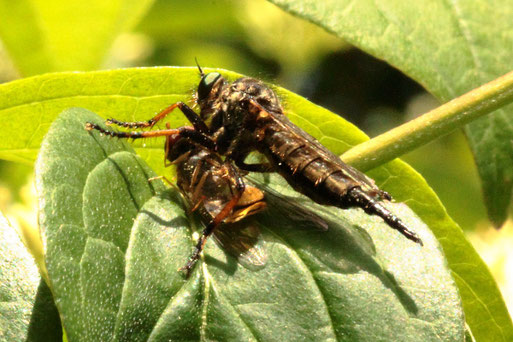 eine Raubfliege mit Beute - Gemeiner Strauchdieb - Neoitamus cyanurus;  Gehölzstreifen neben Streuobstwiese südlich von Spielberg (G. Franke, 21.05.2022)