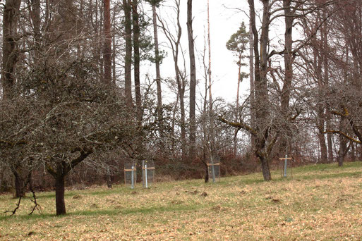 Streuobstwiesen