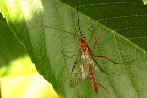 Kleine Spannerraupen-Schlupfwespe - Ophion minutus; auf Obstbaumblatt - Streuobstwiese bei Karlsbad-Spielberg (G. Franke, 01.06.2020)