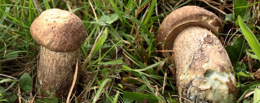 Wollstieliger Raufußröhrling - Leccinum obasileucum; Streuobstwiese am Waldrand südlich von Spielberg, feucht - Mischwaldnähe mit Birken und Espen (G. Franke, 20.09.2022) bläulich-grüner Stielansatz