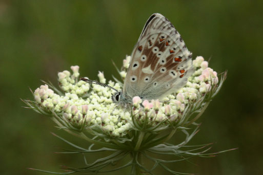 Silbergrüner Bläuling - Lysandra coridon; auf Blüten der Wilden Möhre bei Dietlingen (G. Franke) Vorkommen lokal, auf trockenen, kalkhaltigen Böden