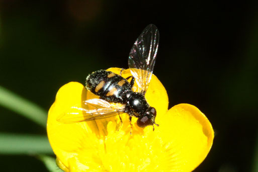 Pipiza quadrimaculata - Vierfleck-Waldrandschwebfliege, Waldwegrand bei Spielberg (G. Franke, Juni 2021)
