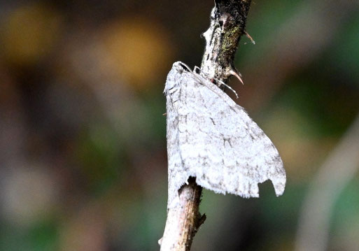 Gattung Herbstspanner - Epirrita sp. - am Foto können die Arten autumnata, dilutata und christyi nicht unterschieden werden; Waldwegrand bei Spielberg (G. Franke, 02.11.2023) Danke für die Hilfe im Lepiforum