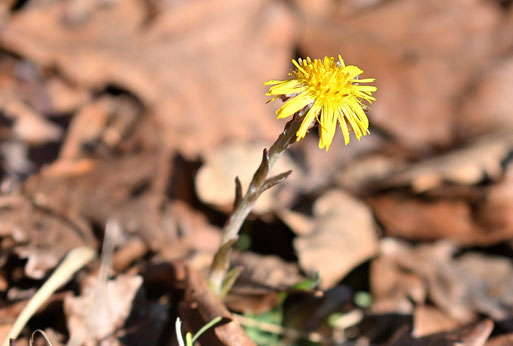 Scharbockskraut - Tussilago farfara; bei Karlsbad-Langensteinbach (G. Franke, 25.02.2026)