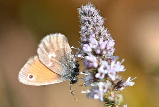 Kleines Wiesenvögelchen saugt Nektar an Minzeblüten im Garten (G. Franke)