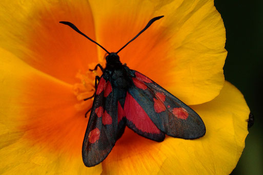 Sumpfhornklee-Widderchen - Zygaena trifolii, selten - Rote Liste 3 (gefährdet); bei Karlsbad-Spielberg auf den Streuobstwiesen noch häufiger anzutreffen; hier auf Mohnblüte in Garten (G. Franke, 13.06.2020, Spielberg)