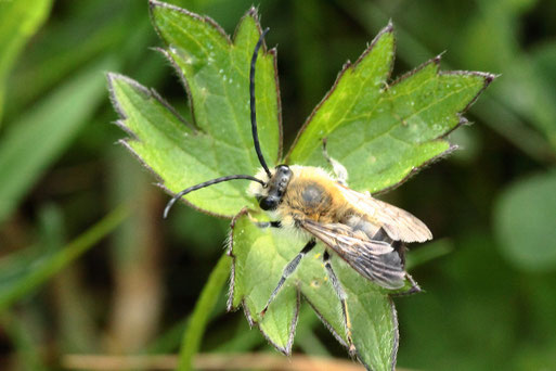 Mai-Langhornbiene - Eucera nigrescens; Streuobstwiese bei Karlsbad-Spielberg - Wildbiene des Jahres 2021 ist wieder unterwegs, bevorzugt die Blüten der Zaun-Wicke, hier ruhend - das ist selten zu sehen,  (G. Franke. 13.05.2021)