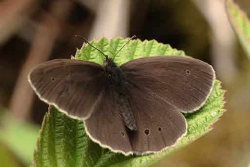 Brauner Waldvogel - Aphantopus hyperantus (G. Franke) zu finden im Wald, Waldrändern und angrenzendem Offenland, Raupen leben an Gräsern