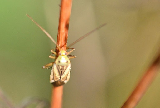 Luzernen-Zierwanze - Adelphocoris lineolatus (G. Franke)