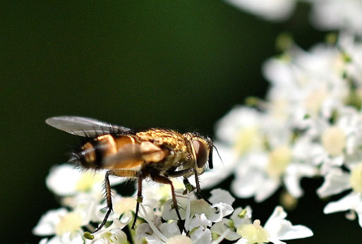Schwärmer-Raupenfliege - Frontina laeta; auf Bärenklaublüten zwischen Waldbronn Etzenrot und W. Reichenbach (G. Franke, 06.08.2025) vielen Dank für die Bestimmungshilfe bei iNaturalist