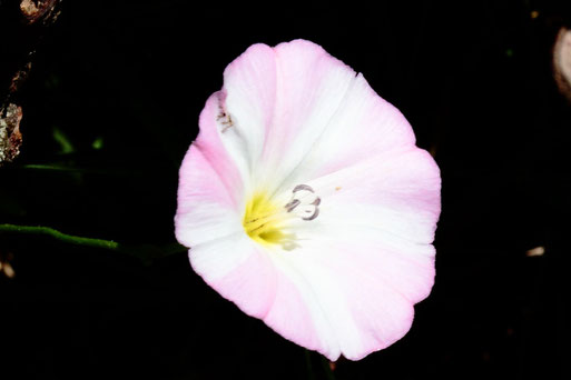 Acker-Winde - Convolvulus arvensis; Streuobstwiesenweg - Rand in Baumnähe südwestlich von Spielberg (G. Franke, 12.07.2022)