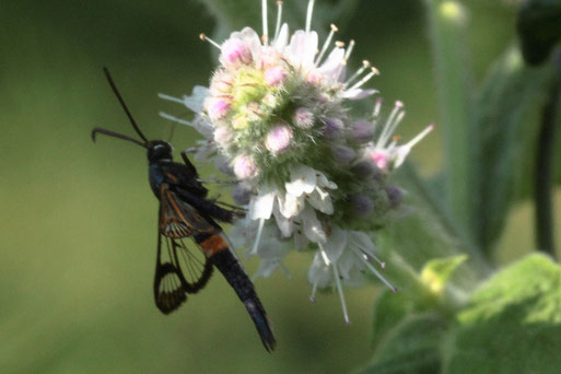 Apfelbaum-Glasflügler - Synanthedon myopaeformis; Garten bei Spielberg (G. Franke) Raupen an alten und beschädigten Apfelbäumen
