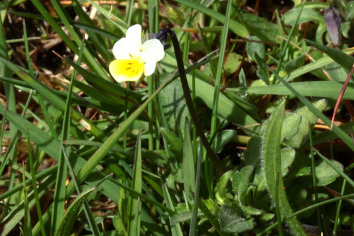Feld-Stiefmütterchen - Viola arvensis; Streuobstwiese - Wiesenwegrand (G. Franke, 12.04.2022)