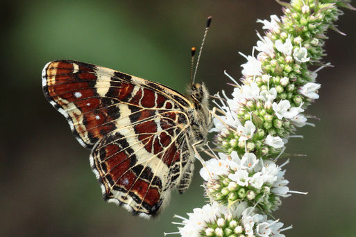Landkärtchen (Sommergeneration) im Garten auf Blütenbesuch (G. Franke, 28.08.2019)