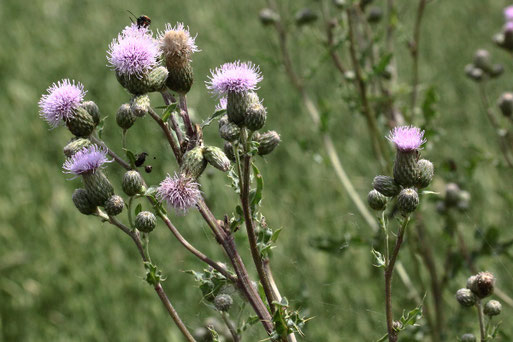 Blütenstände der Acker-Kratzdistel - Cirsium arvense; Ackerrand bei Auerbach (G. Franke, 26.06.2021)