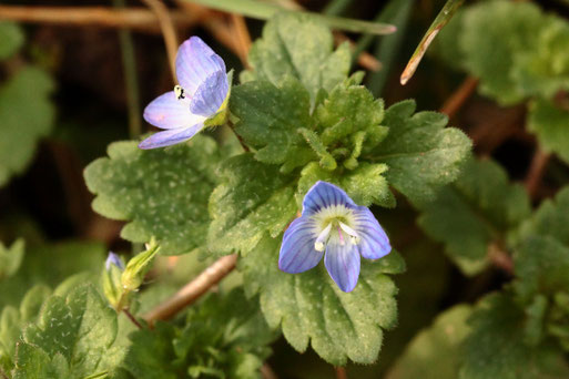 Persischer Ehrenpreis - Veronica persica; Ackerrand zwischen Langensteinbach und Auerbach (G. Franke, 04.02.2021)