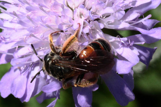 Knautien-Sandbiene - Andrena hattorfiana; auf den Blüten der Acker-Witwenblume bei Auerbach; diese Art hat sich auf Witwenblumen und Skabiosen spezialisiert (G. Franke, 03.07.2021)