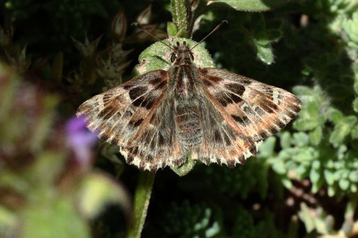 Malven-Dickkopffalter - Carcharodus alceae; bei Spielberg - Rote Liste für Baden-Württemberg - gefährdet (G. Franke, 03.07.2020)