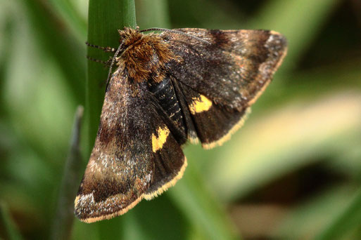 Hornkraut-Tageulchen - Panemeria tenebrata; ein zierlicher Kleinfalter aus der Fam. der Eulenfalter; Streuobstwiese bei Karlsbad-Spielberg (G. Franke, 21.04.2021)
