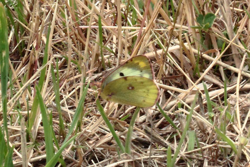 Weißklee-Gelbling (Goldene Acht) - Colias hyale; Streuobstwiese südwestlich von Spielberg (G. Franke, 25.06.2022) bestätigt im Lepiforum 