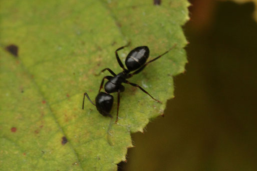 Schwarzglänzende Holzameise - Lasius fuliginosus; Spielberger Garten (G. Franke, 06.10.2018)