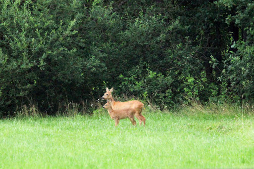 erwachsenes und junges Reh - Capreolus capreolus; bei Langensteinbach (B. Guthmann, 01.08.2021)