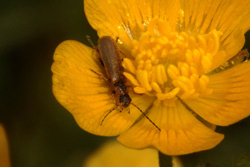 Gelbbrauner Zwergweichkäfer - Rhagonycha limbata;  Wiese bei Karlsbad (G. Franke, 29.04.2019)