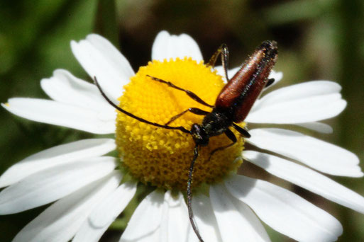 Kleiner Schmalbock - Stenurella melanura; Garten bei Spielberg (G. Franke, 19.05.2020)