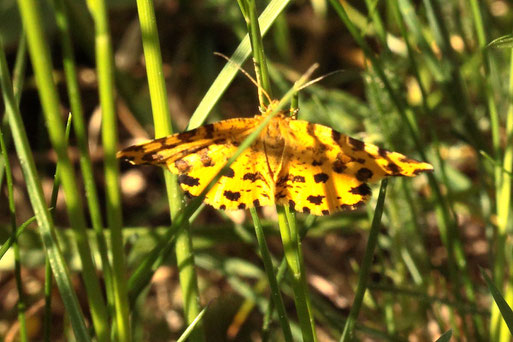 Pantherspanner - Pseudopanthera macularia; Wegrand im Eyachtal (G. Franke, 20.05.2022)