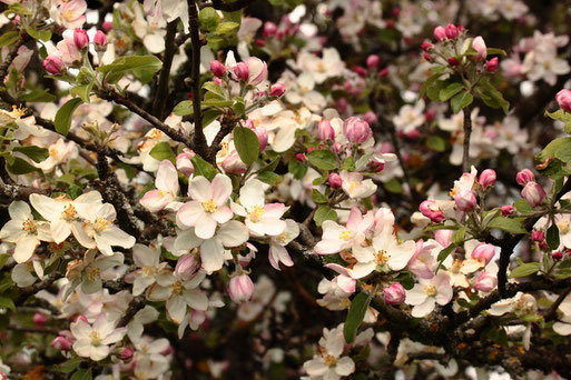 Apfelblüte - Streuobstwiese südwestlich von Spielberg (G. Franke, 27.04.2022)