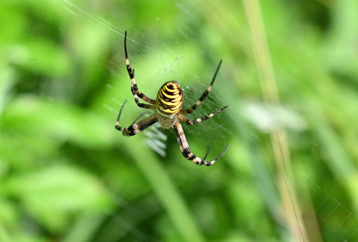 Wespenspinne - Argiope bruennichi; bei Karlsbad (G. Franke, 17.07.2025) 