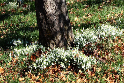 verwilderte Schneeglöckchen - Galanthus nivalis, auf einer Streuobstwiese südwestlich von Spielberg (G. Franke, 27.02.2022)