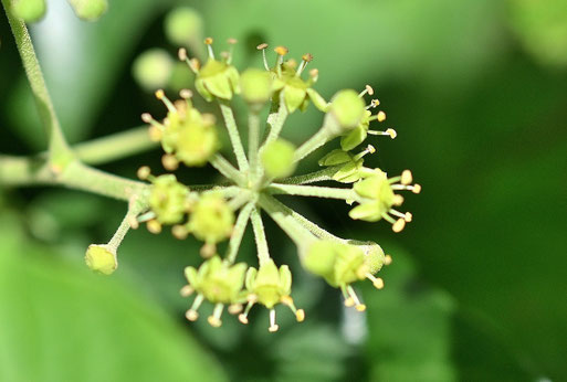 Die ersten Blüten des Efeus öffnen sich (G. Franke, 16.09.2025)