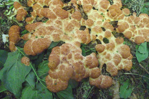 B. Miggel