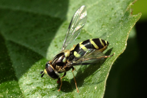 Gestreifte Waldschwebfliege, weiblich - Dasysyrphus albostriatus; Streuobstwiese zum Gartenrand südlich von Spielberg (G. Franke, 10.05.2022)