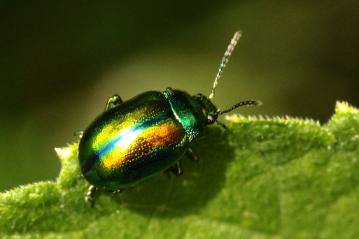Prächtiger Blattkäfer - Chrysolina fastuosa; bei Karlsbad Spielberg (G. Franke, 29.06.2021)