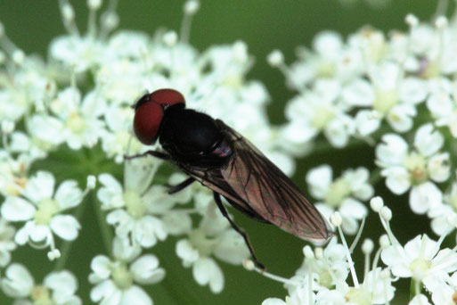 Gemeine Smaragdschwebfliege - Chrysogaster solstitalis, männl.; Waldwegrand - auf den Blüten von Giersch;  bei Spielberg (G. Franke, 19.06.2021)