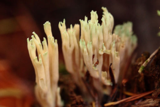 Grünspitzige Koralle - Ramaria apiculata, an einem Baumstubben im Mischwald zwischen Ittersbach und Langensteinbach - selten zu sehen, in Baden-Württemberg noch nicht gefährdet (G. Franke, 01.11.2019)