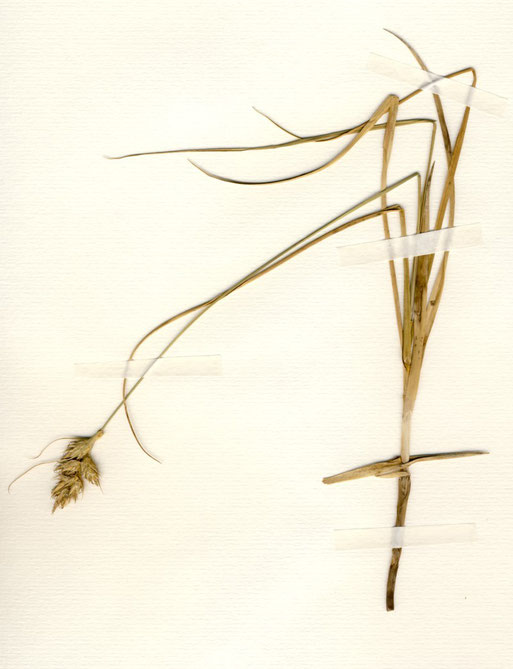 Carex arenaria (Sand-Segge) Im Gegensatz zu vielen anderen Seggen wächst sie auf trockenem, magerem Sandboden und treibt Ausläufer (gefunden bei Pritzerbe/ Brandenburg)