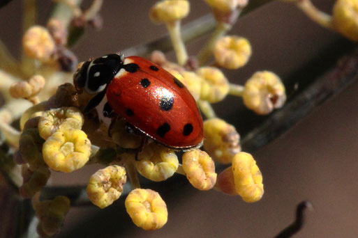 Veränderlicher Marienkäfer - Hippodamia variegata; Spielberger Garten auf Fenchelblüten (G. Franke, 08.08.2020)